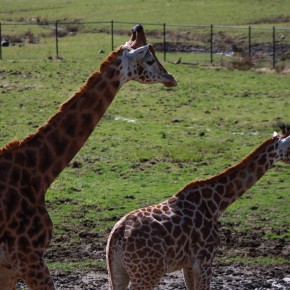 Giraffes by Longlegs McGee