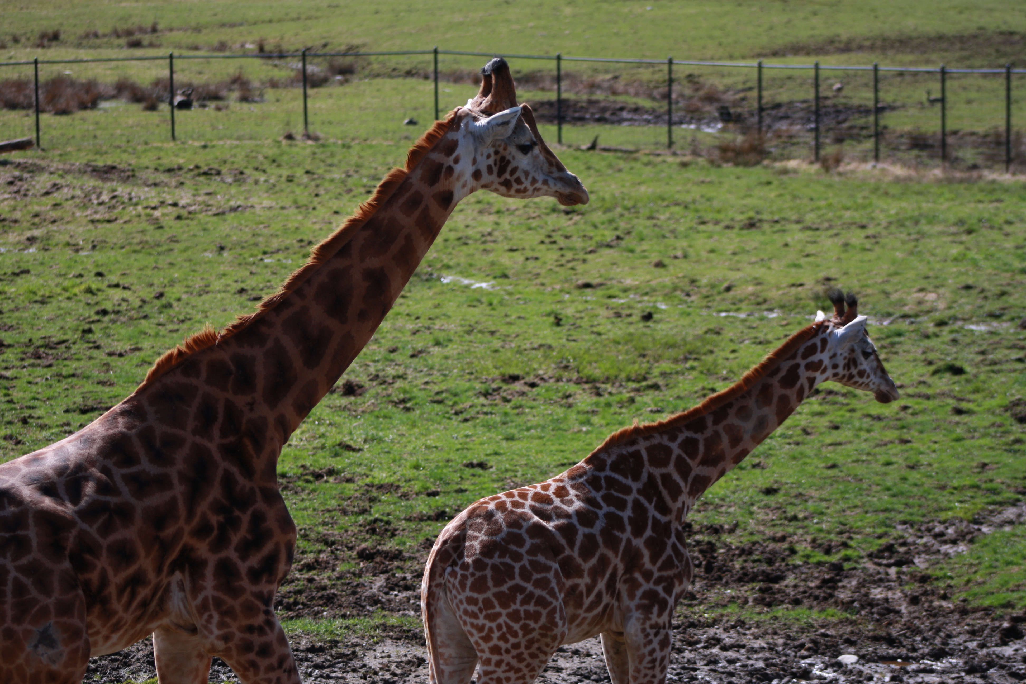 Giraffes by Longlegs McGee